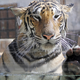 Image for article titled Underwater Tiger Is Terrifying, Beautiful